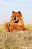 CHOW CHOW 253
